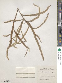 Muehlenbeckia platyclada image