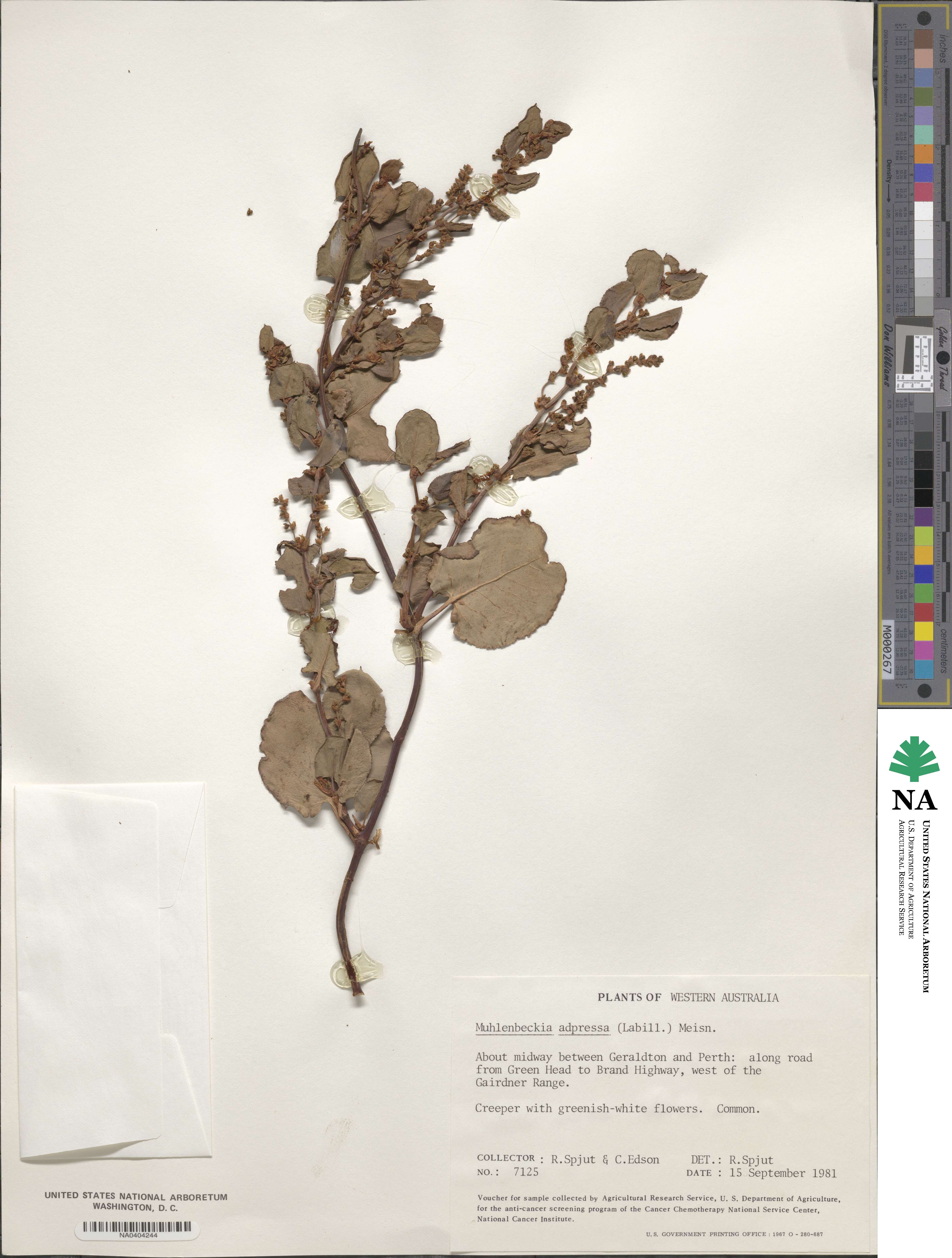Muehlenbeckia adpressa image