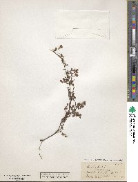 Image of Muehlenbeckia axillaris