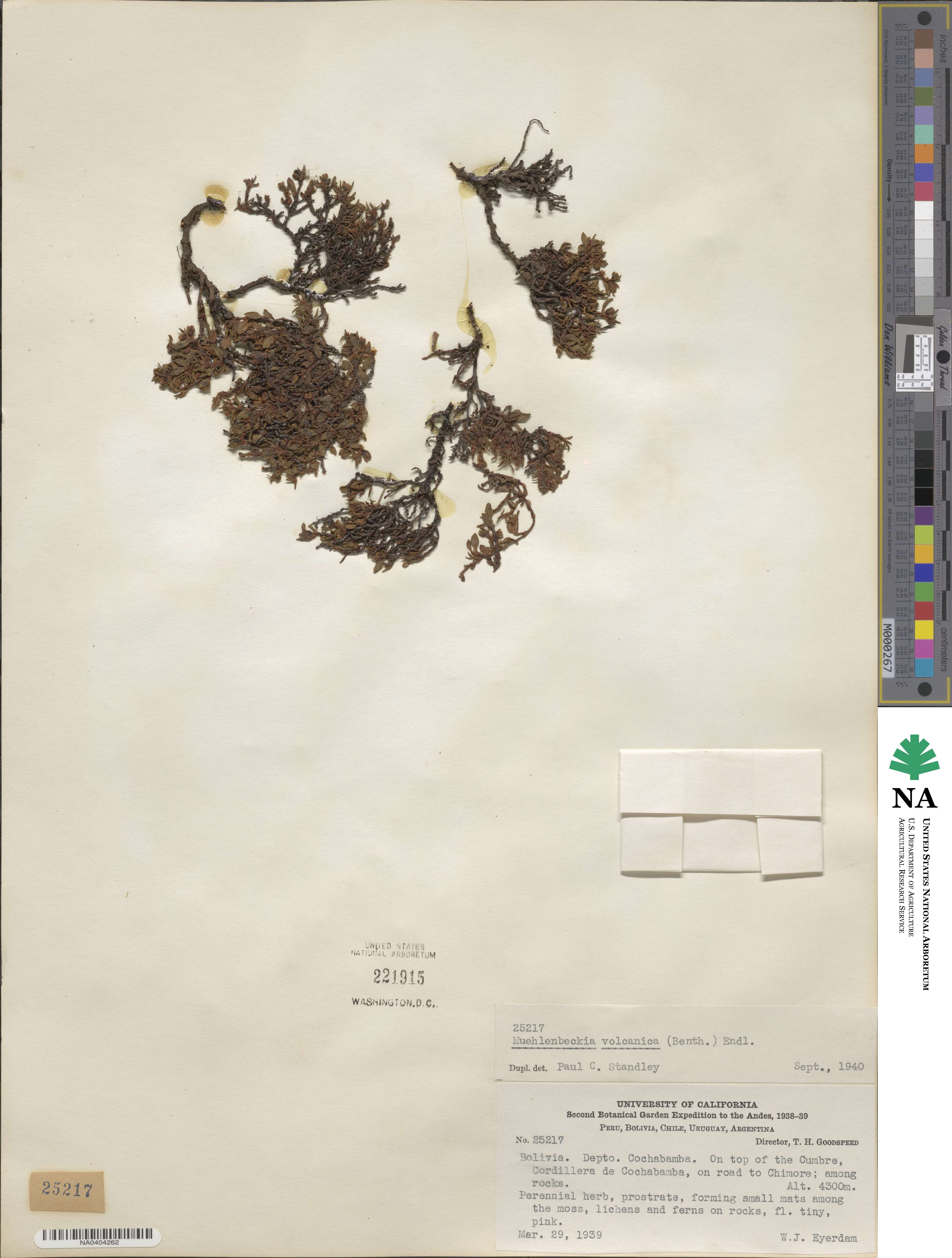 Muehlenbeckia volcanica image