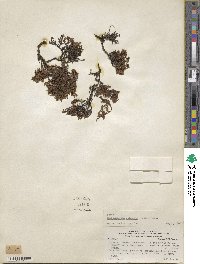 Muehlenbeckia volcanica image