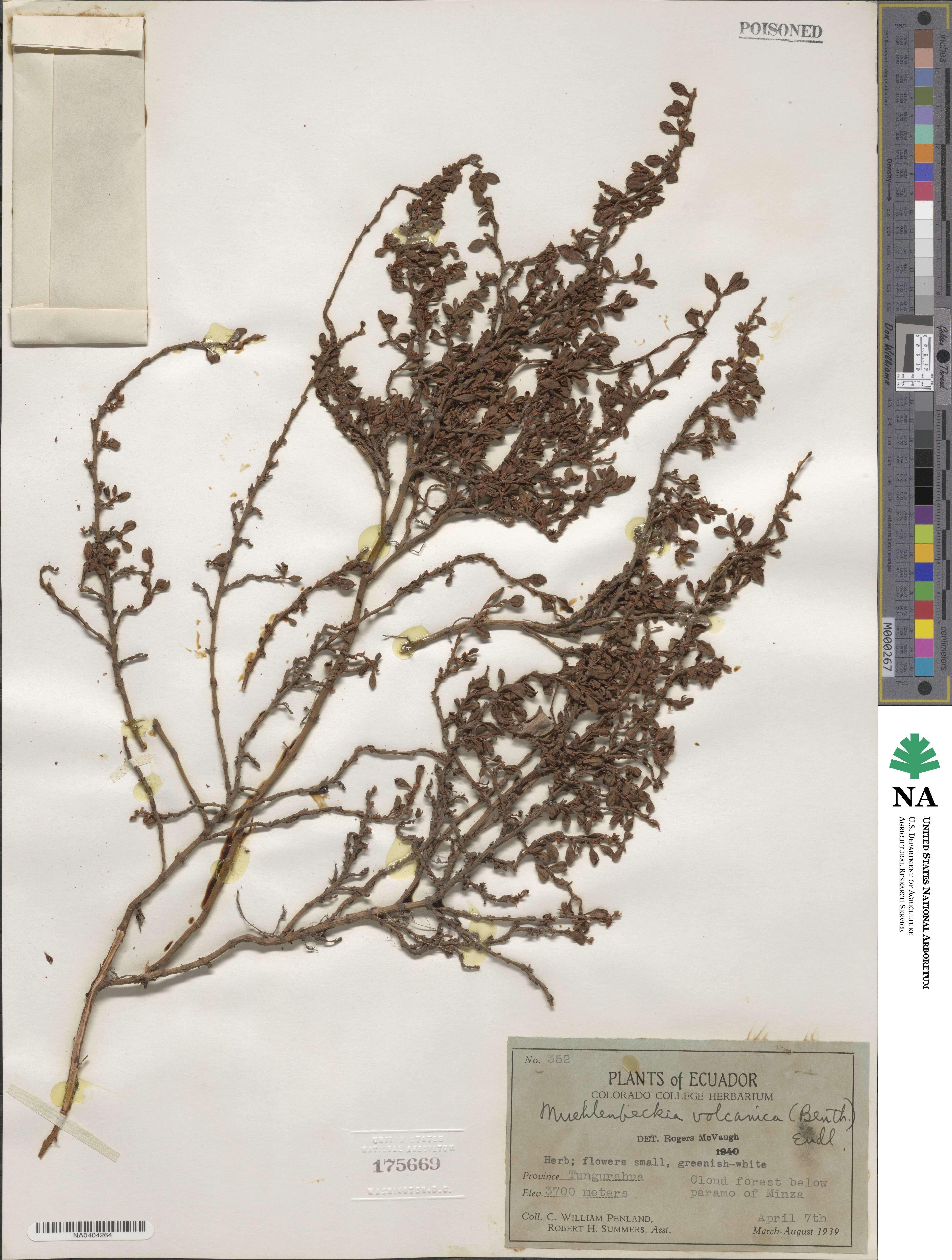 Muehlenbeckia volcanica image