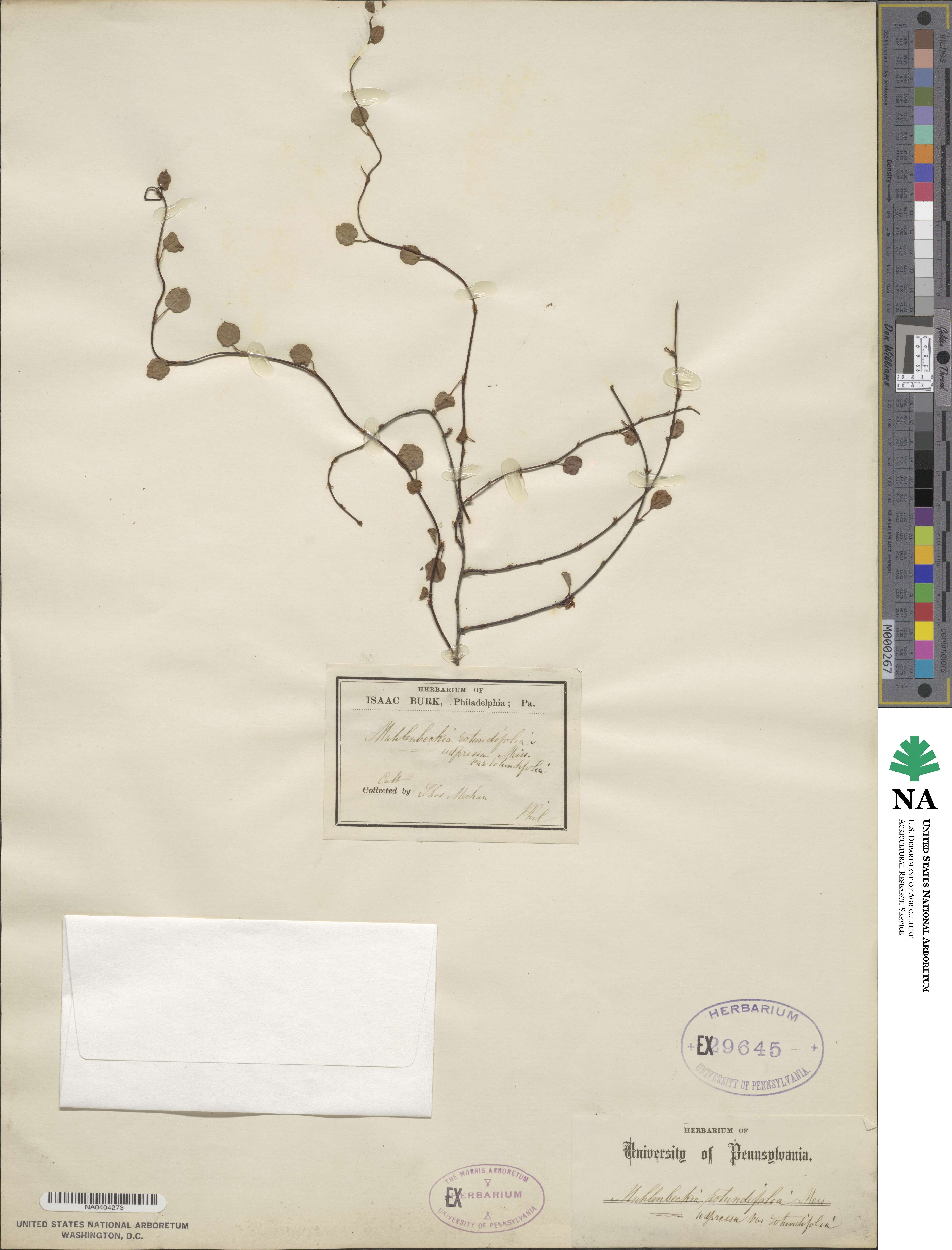 Muehlenbeckia adpressa image