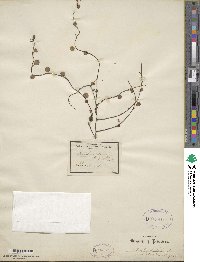Muehlenbeckia adpressa image