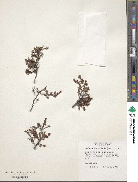 Muehlenbeckia axillaris image