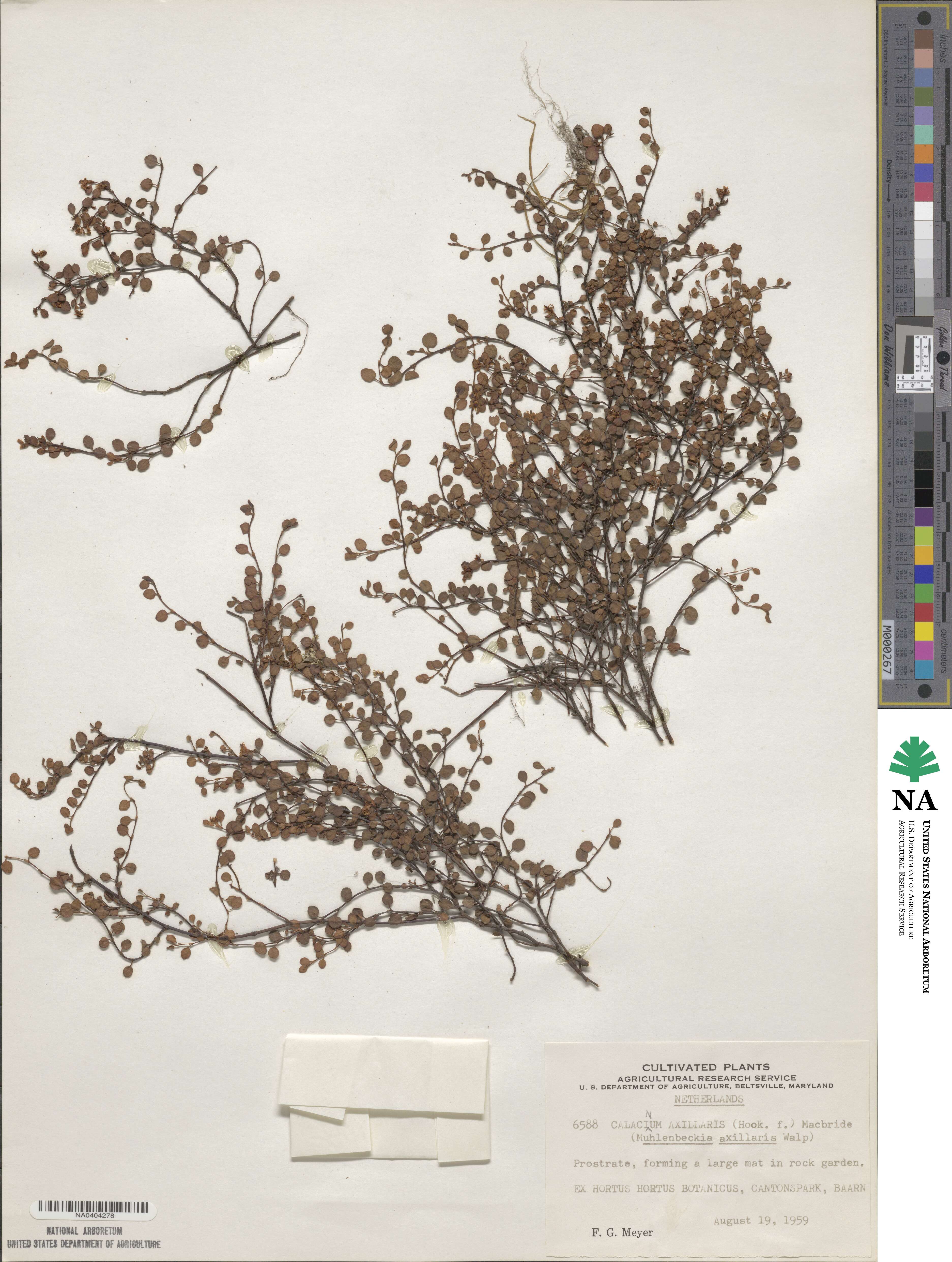 Muehlenbeckia axillaris image