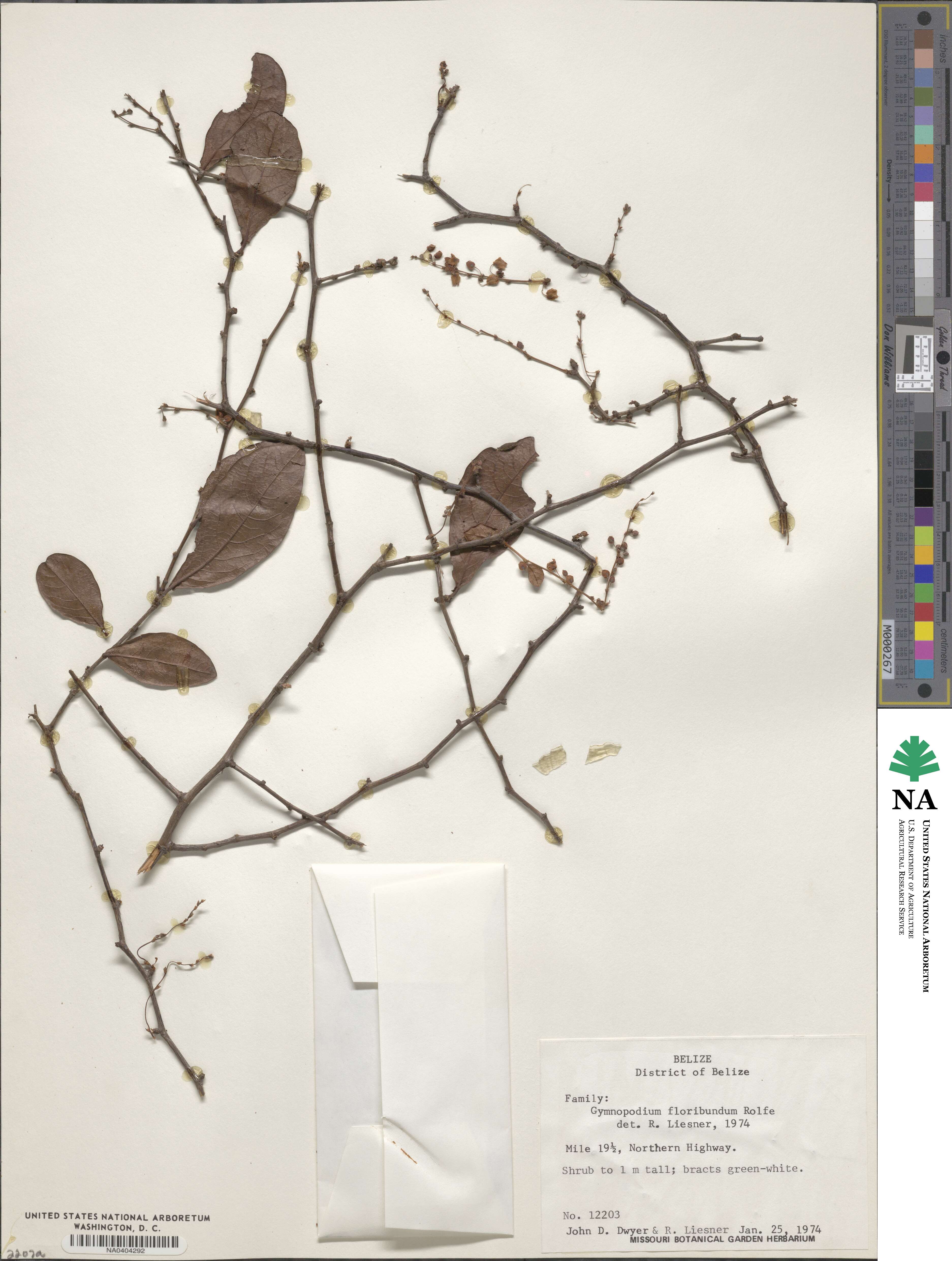 Gymnopodium floribundum image