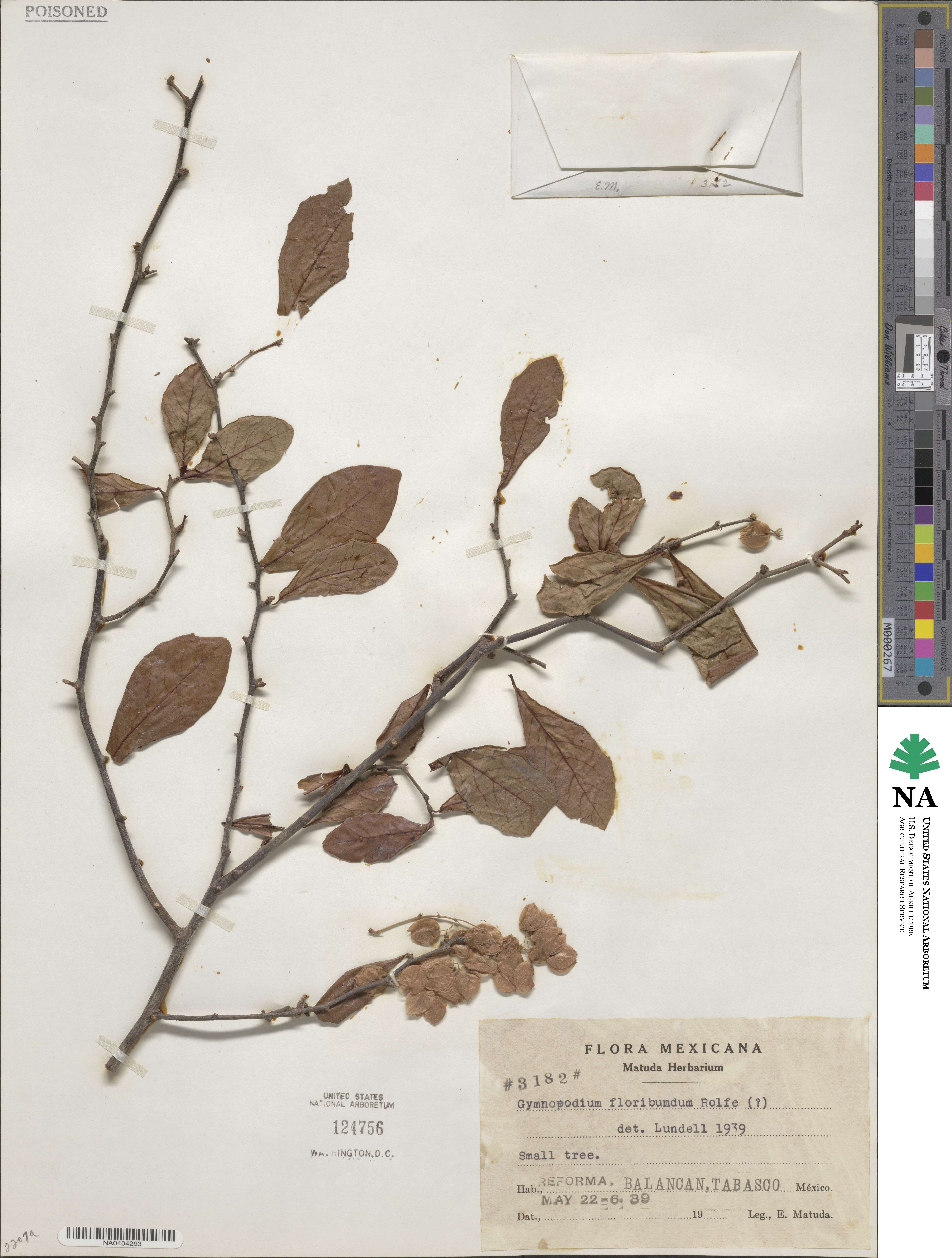 Gymnopodium floribundum image