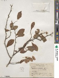 Gymnopodium floribundum image