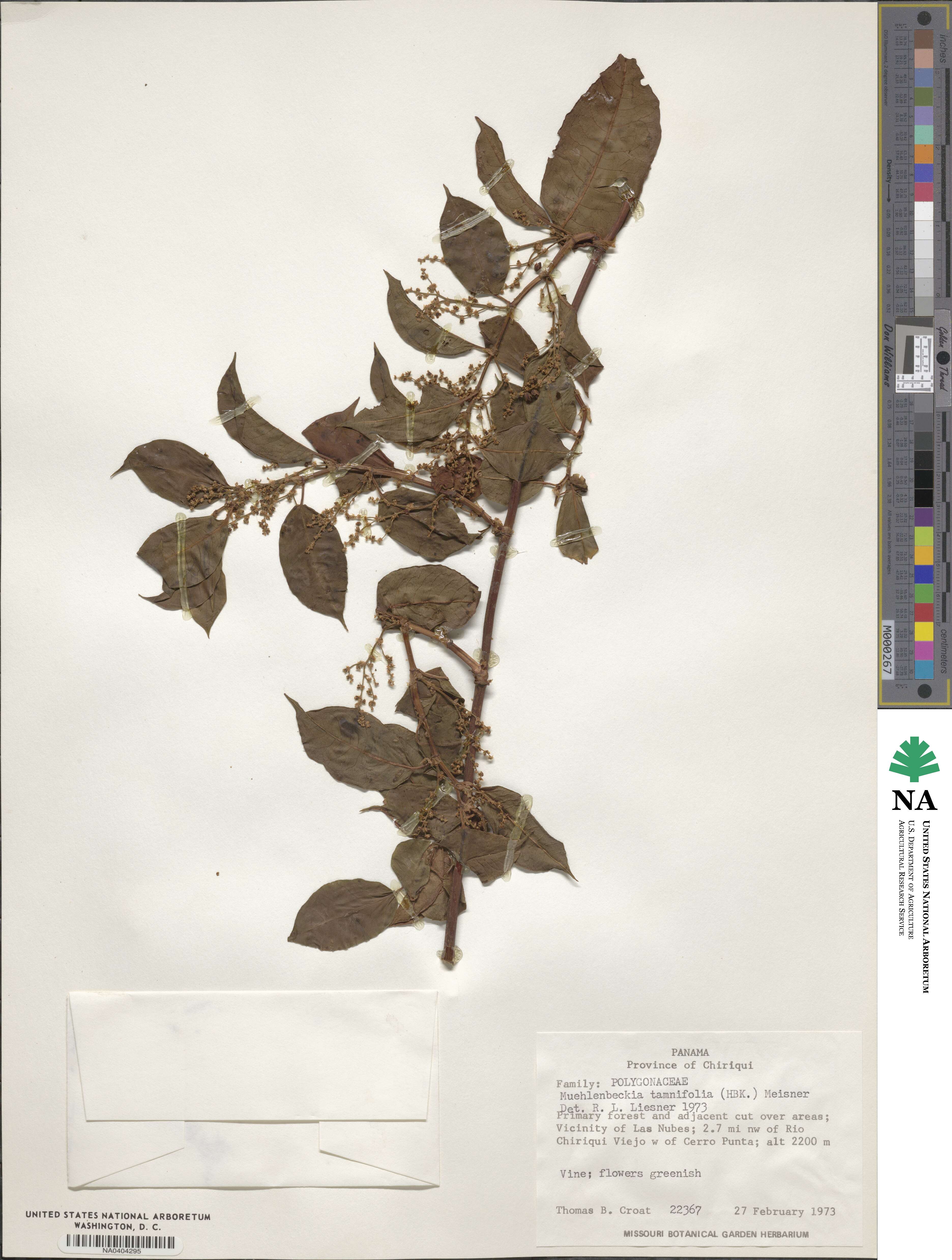Muehlenbeckia tamnifolia image