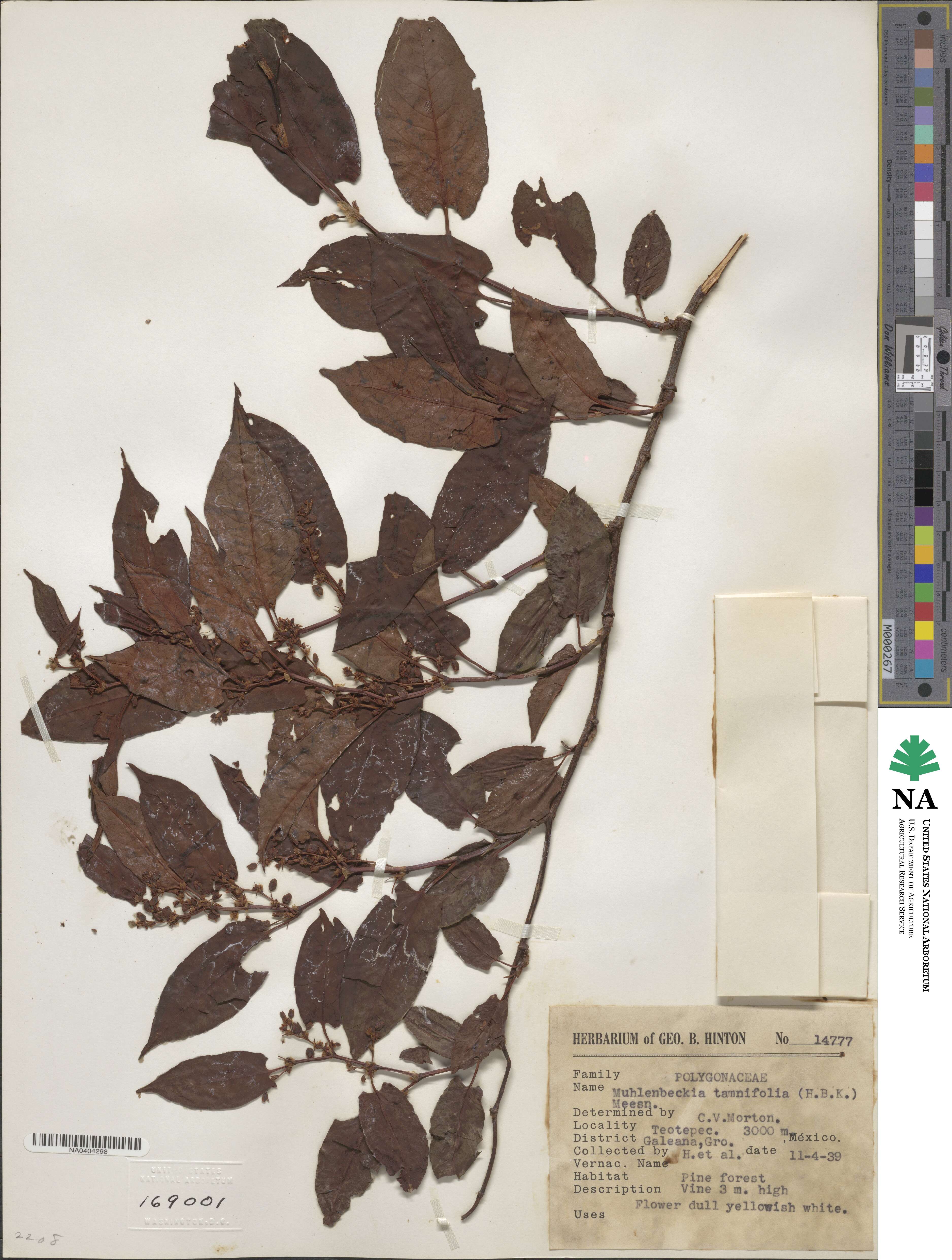 Muehlenbeckia tamnifolia image