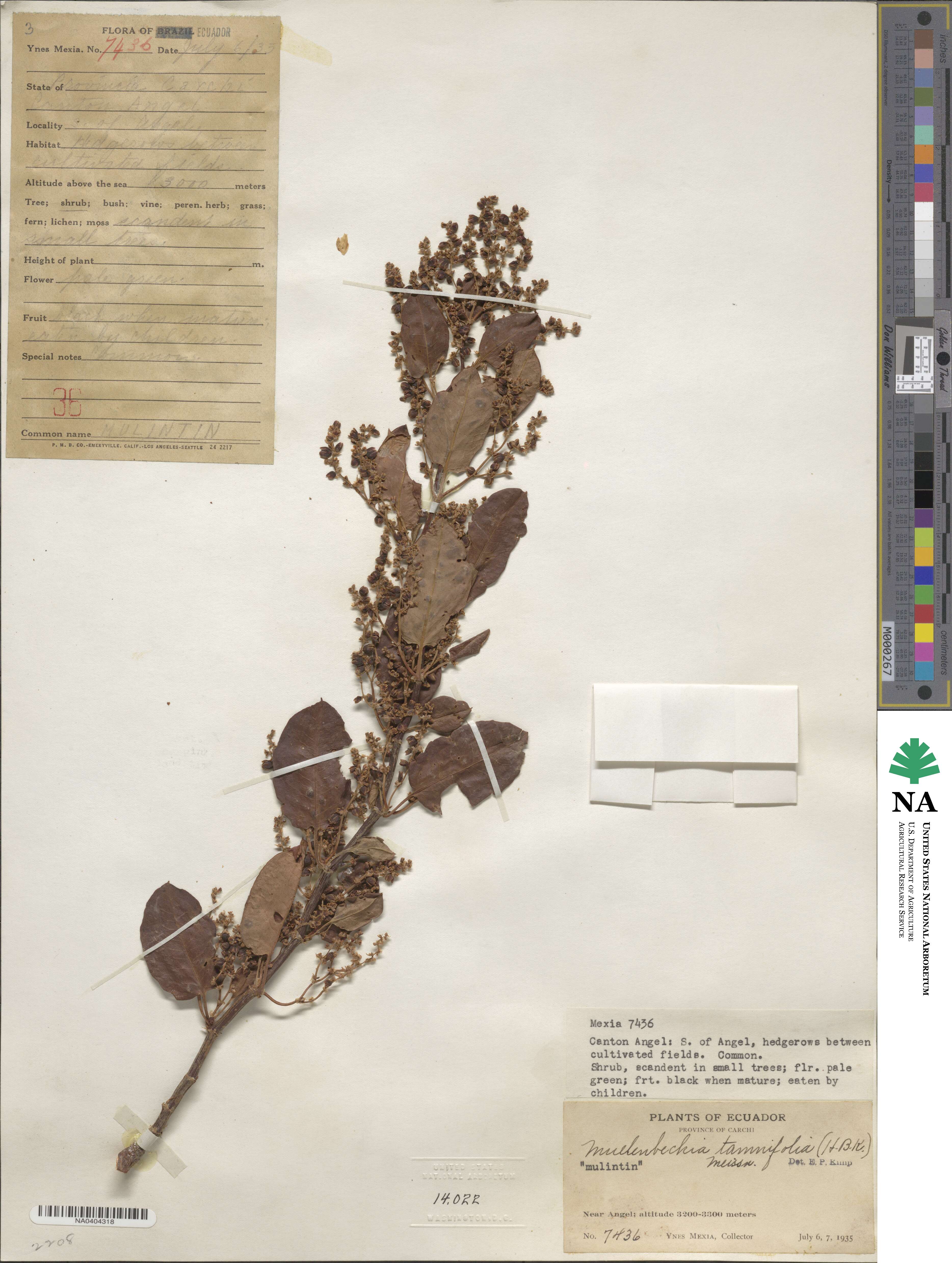 Muehlenbeckia tamnifolia image