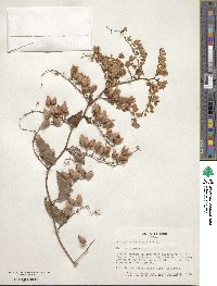 Antigonon leptopus image