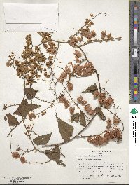 Antigonon leptopus image