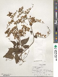 Antigonon leptopus image