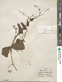 Antigonon leptopus image