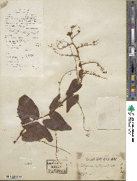 Antigonon leptopus image