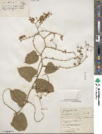 Antigonon leptopus image