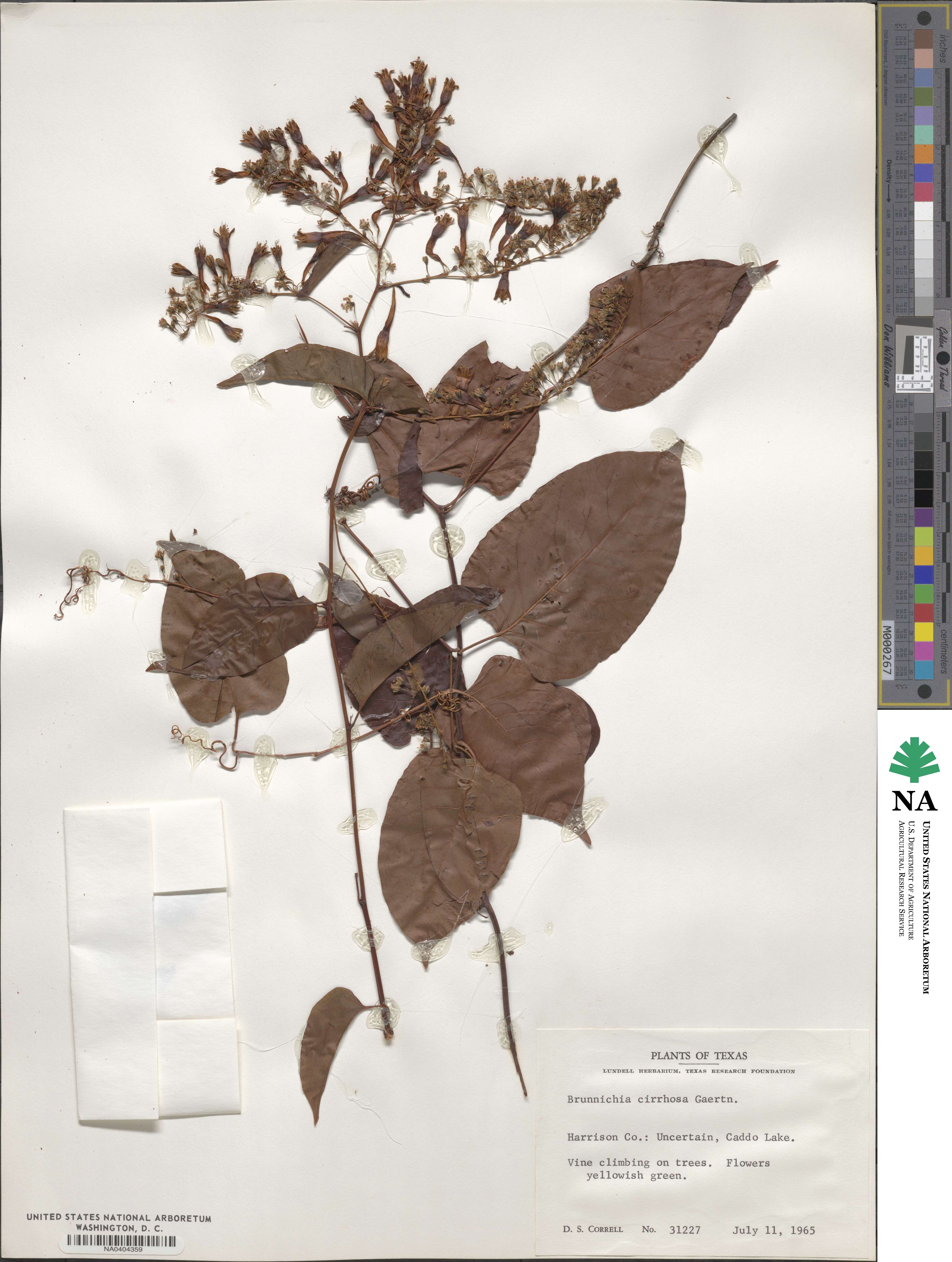 Brunnichia ovata image