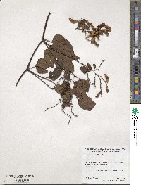 Brunnichia ovata image