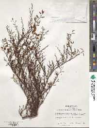 Media resource of Polygonella myriophylla