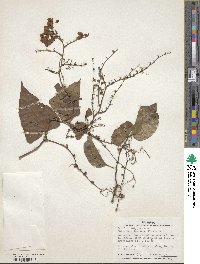 Antigonon leptopus image