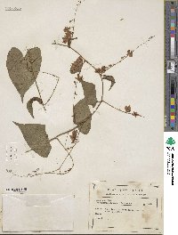 Antigonon leptopus image