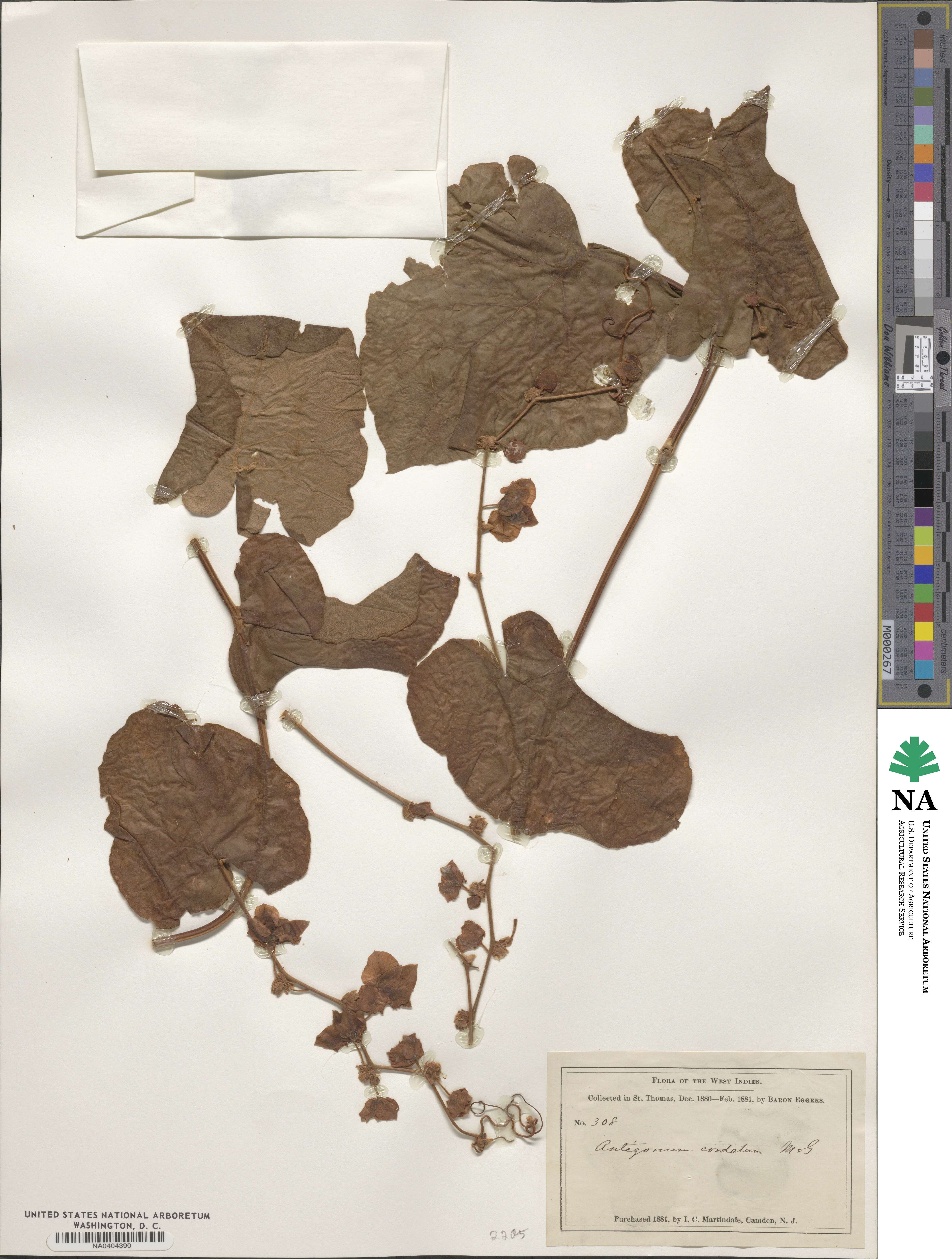 Antigonon leptopus image