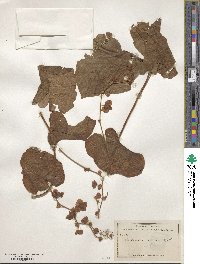 Antigonon leptopus image