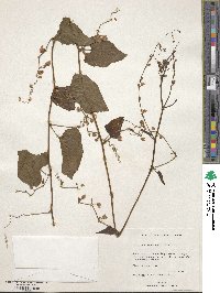 Antigonon leptopus image