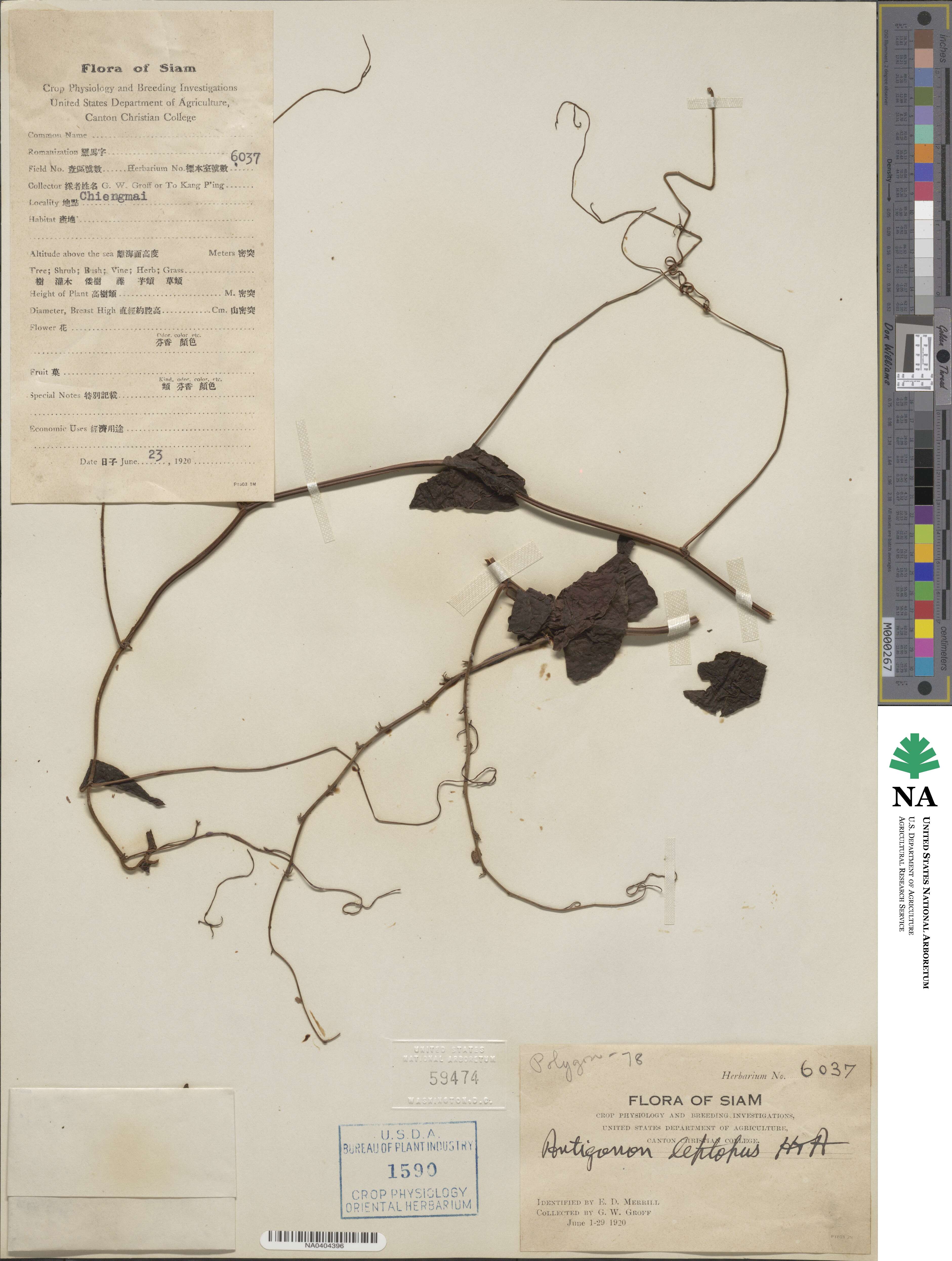 Antigonon leptopus image