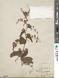 Image of Antigonon guatemalense