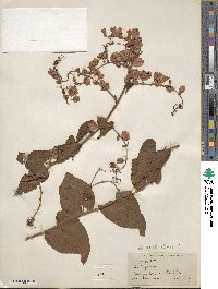 Antigonon guatemalense image