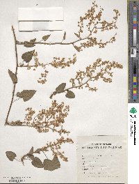 Antigonon leptopus image