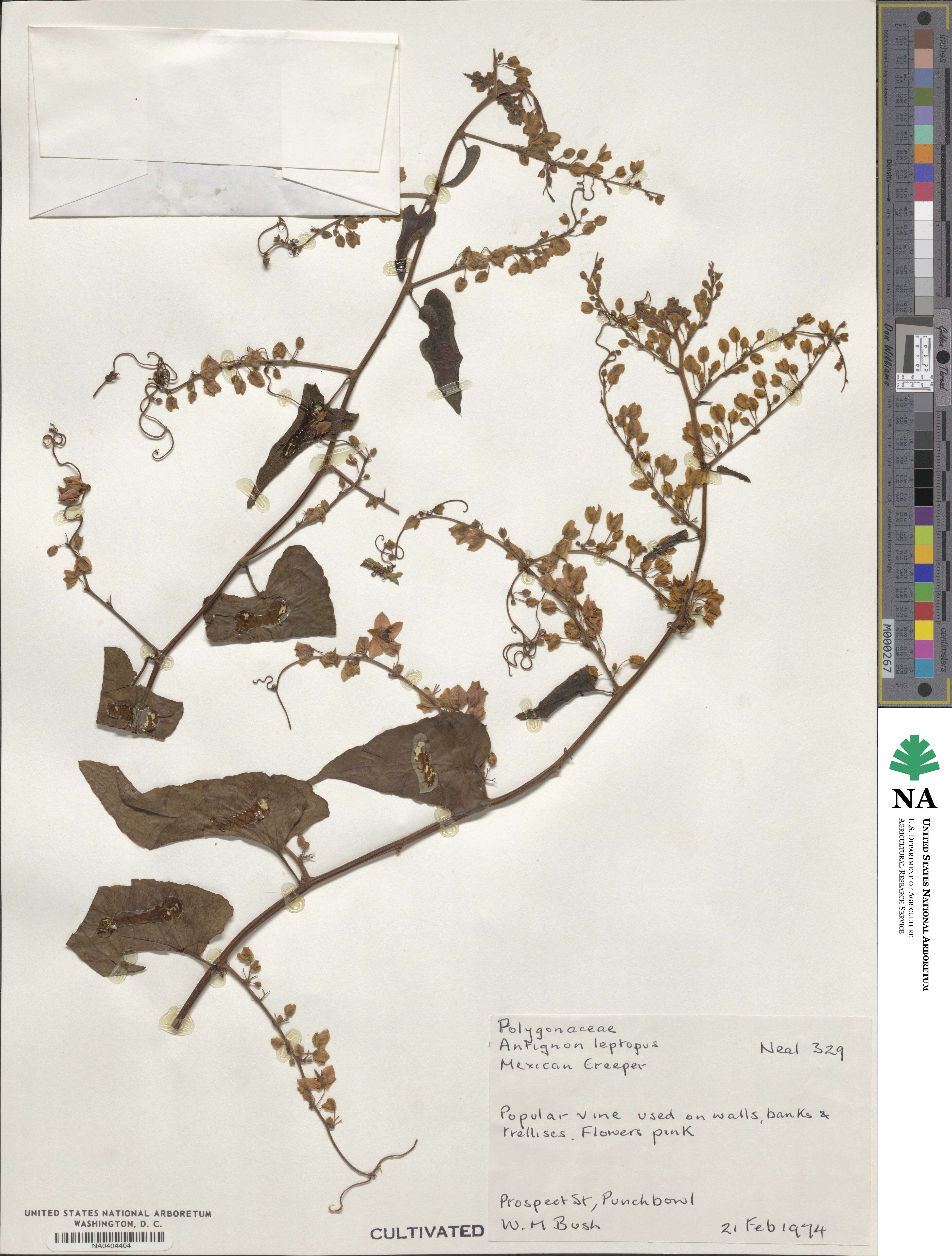 Antigonon leptopus image