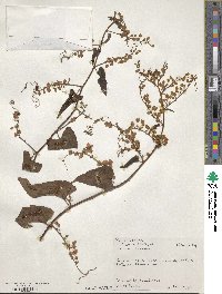 Antigonon leptopus image