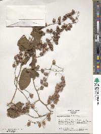 Antigonon leptopus image