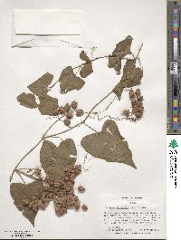 Antigonon leptopus image