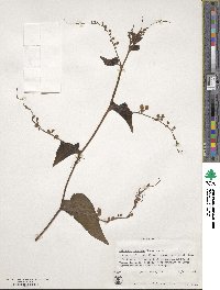 Antigonon leptopus image