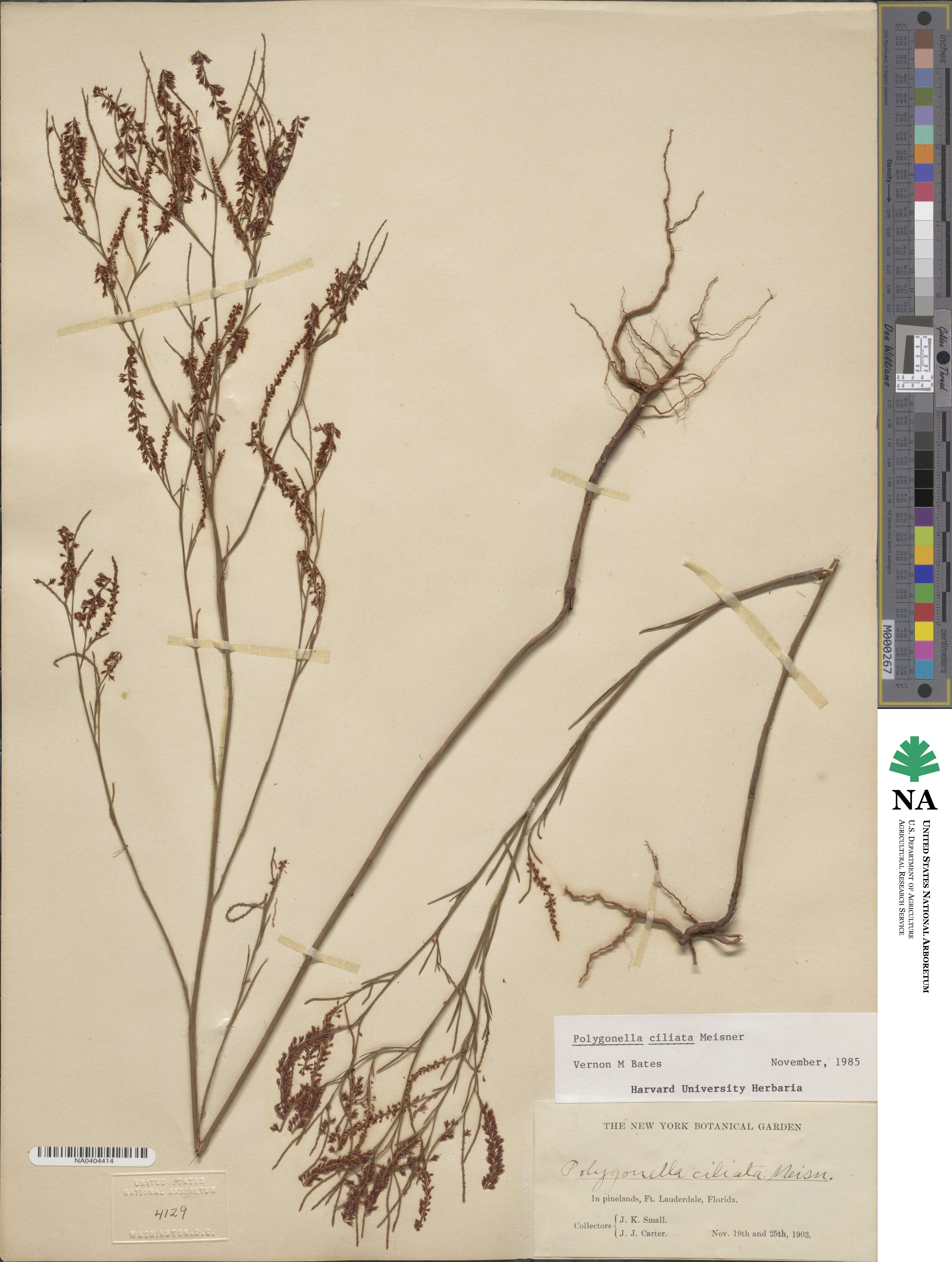 Polygonella ciliata image