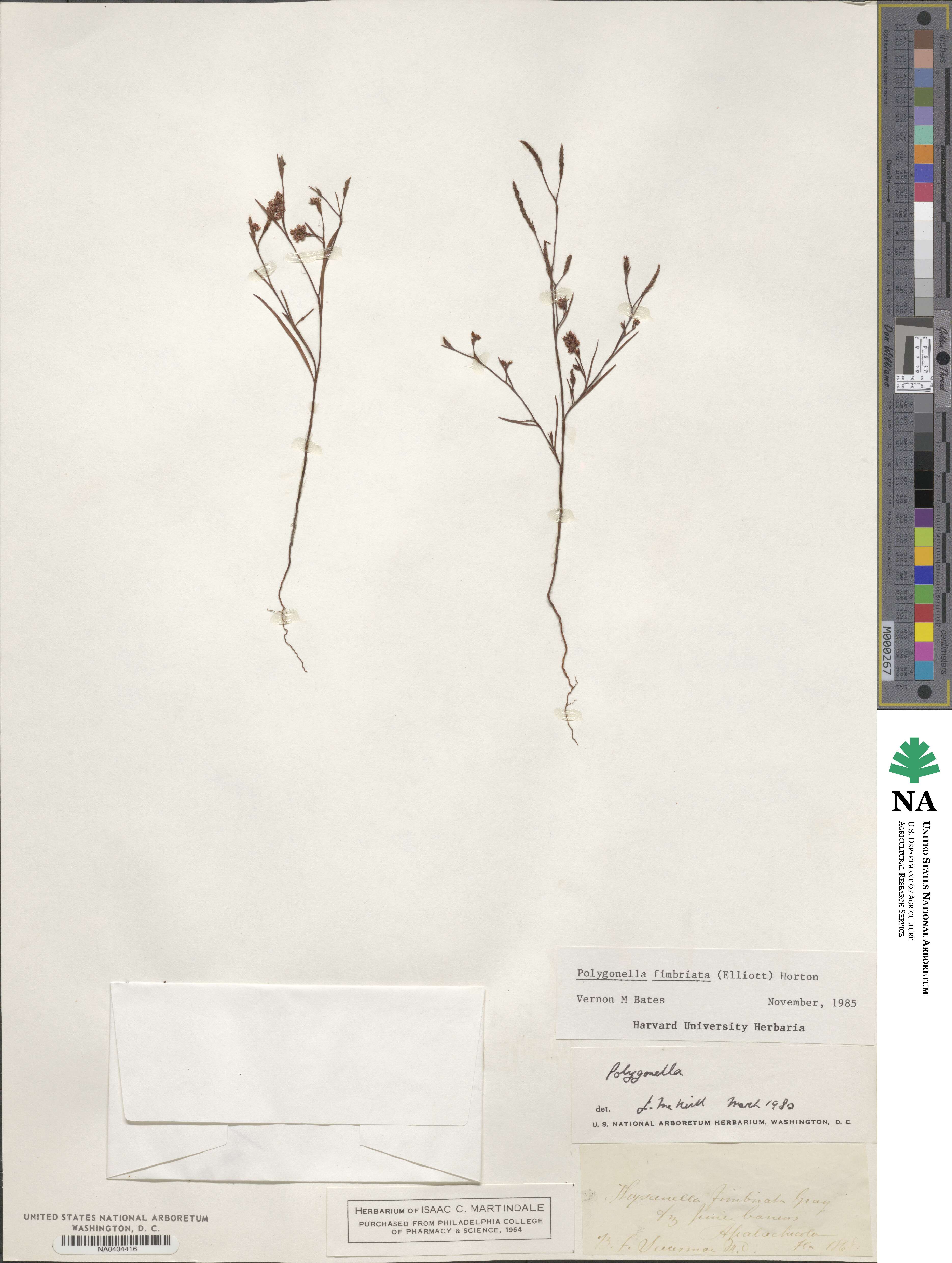 Polygonella fimbriata image
