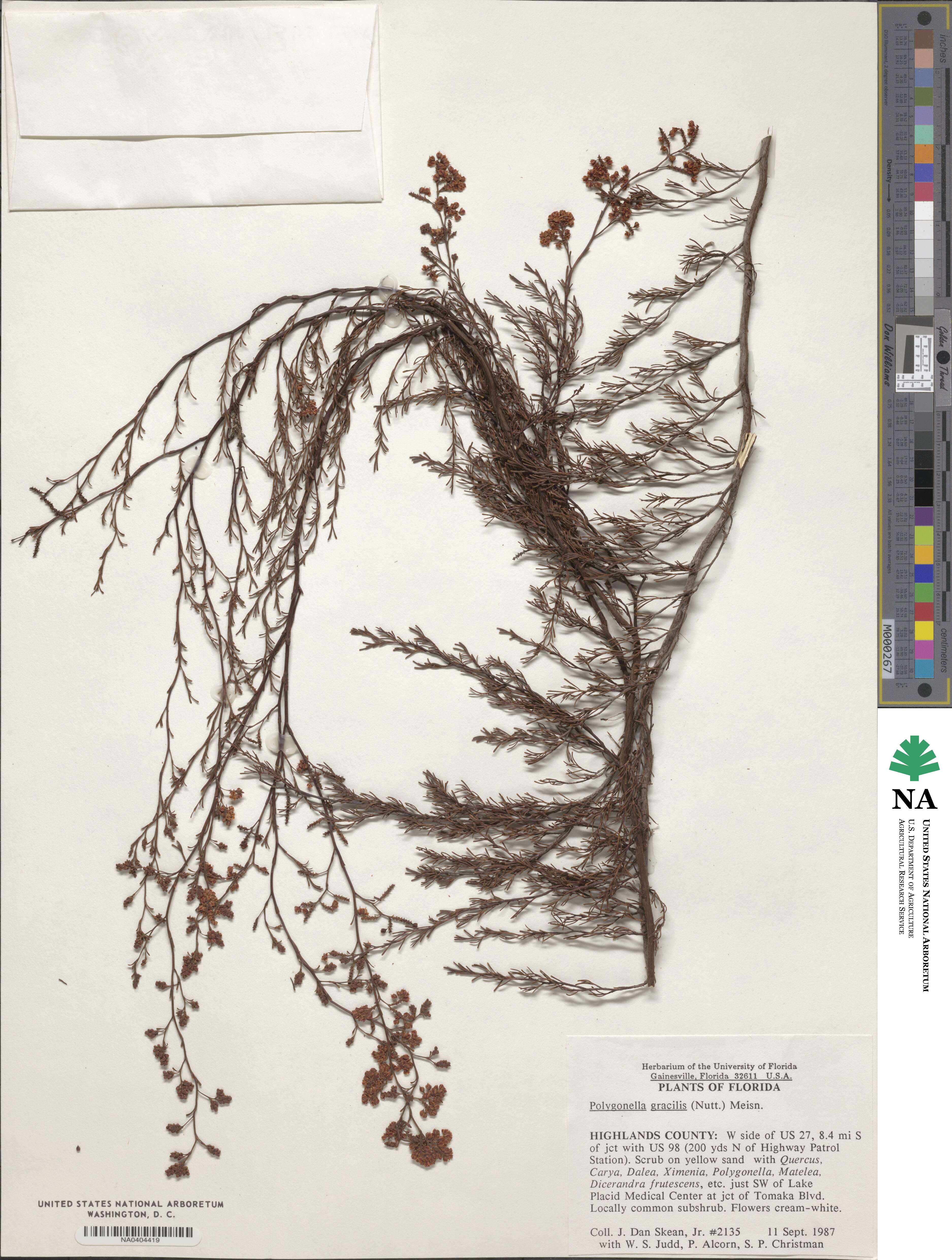 Polygonella gracilis image