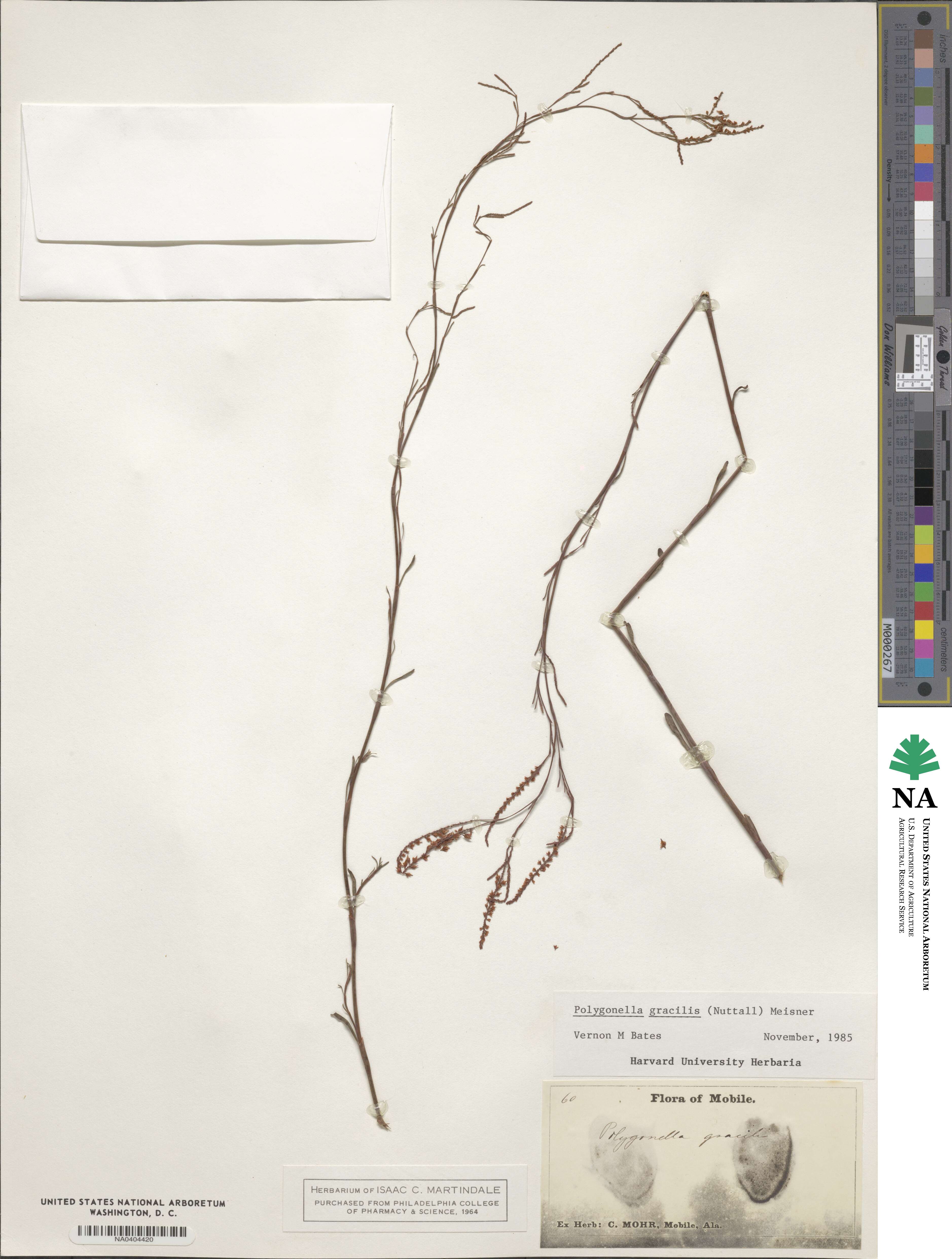 Polygonella gracilis image