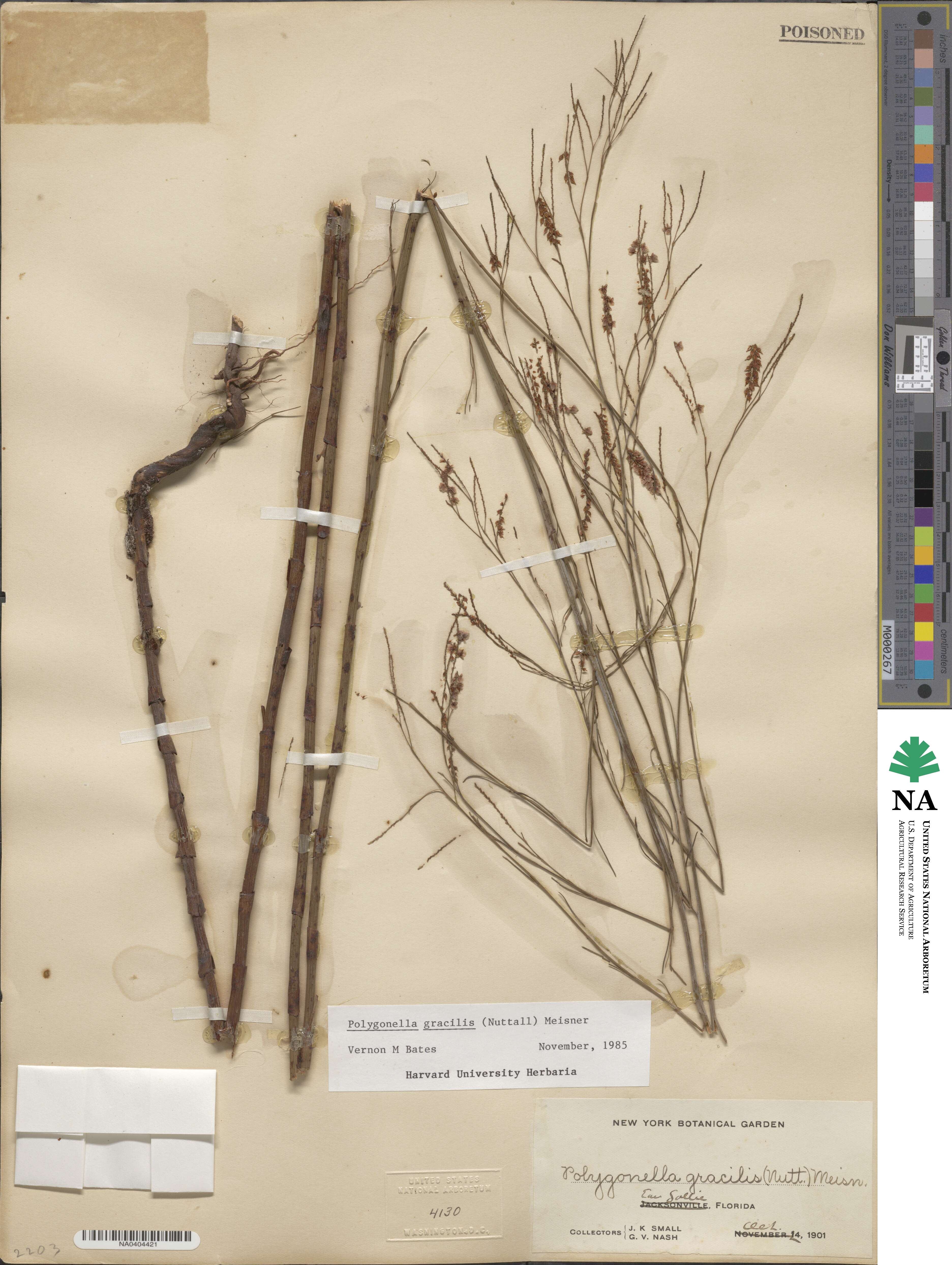 Polygonella gracilis image