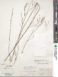 Polygonella gracilis image