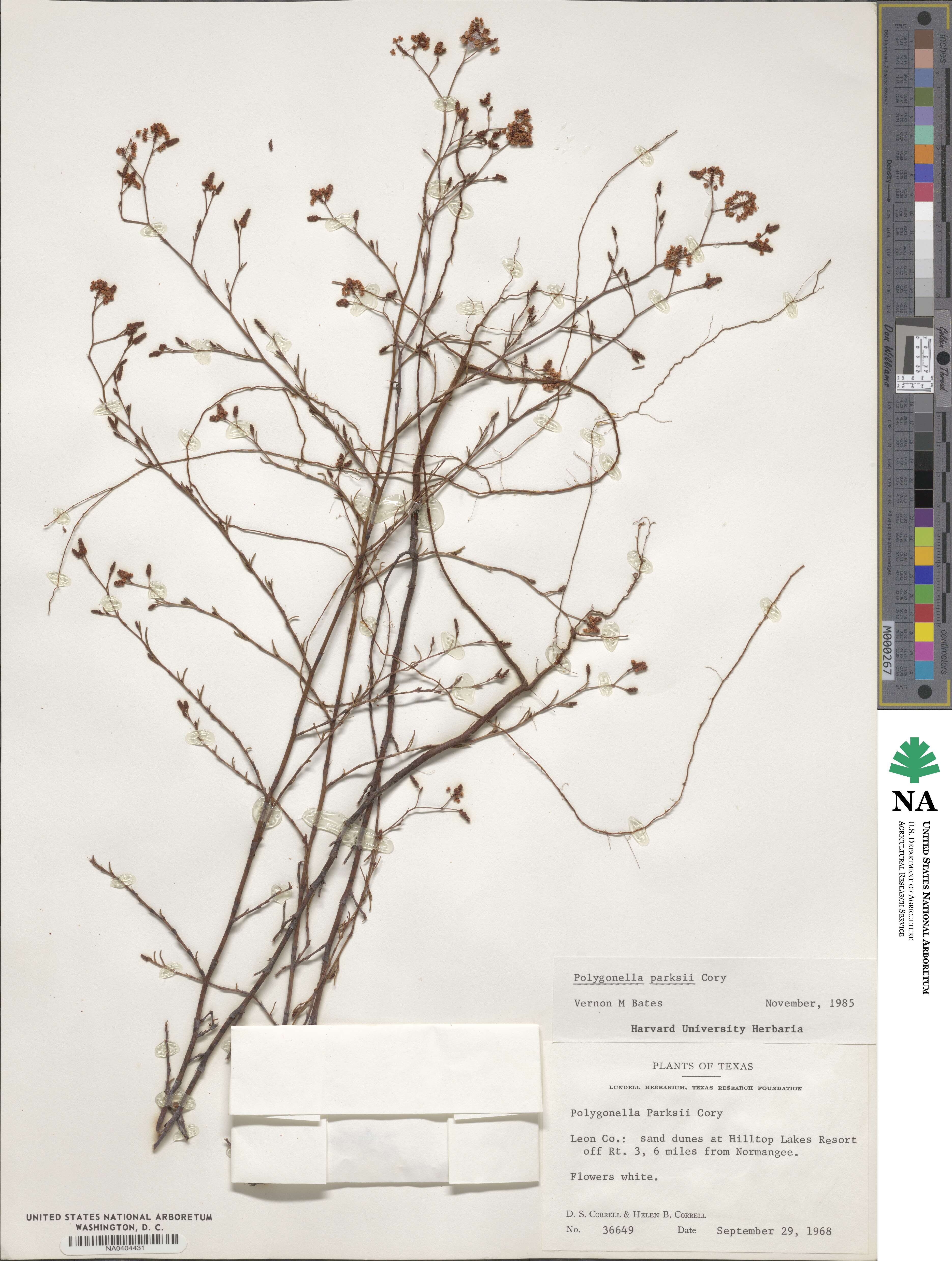 Polygonella parksii image