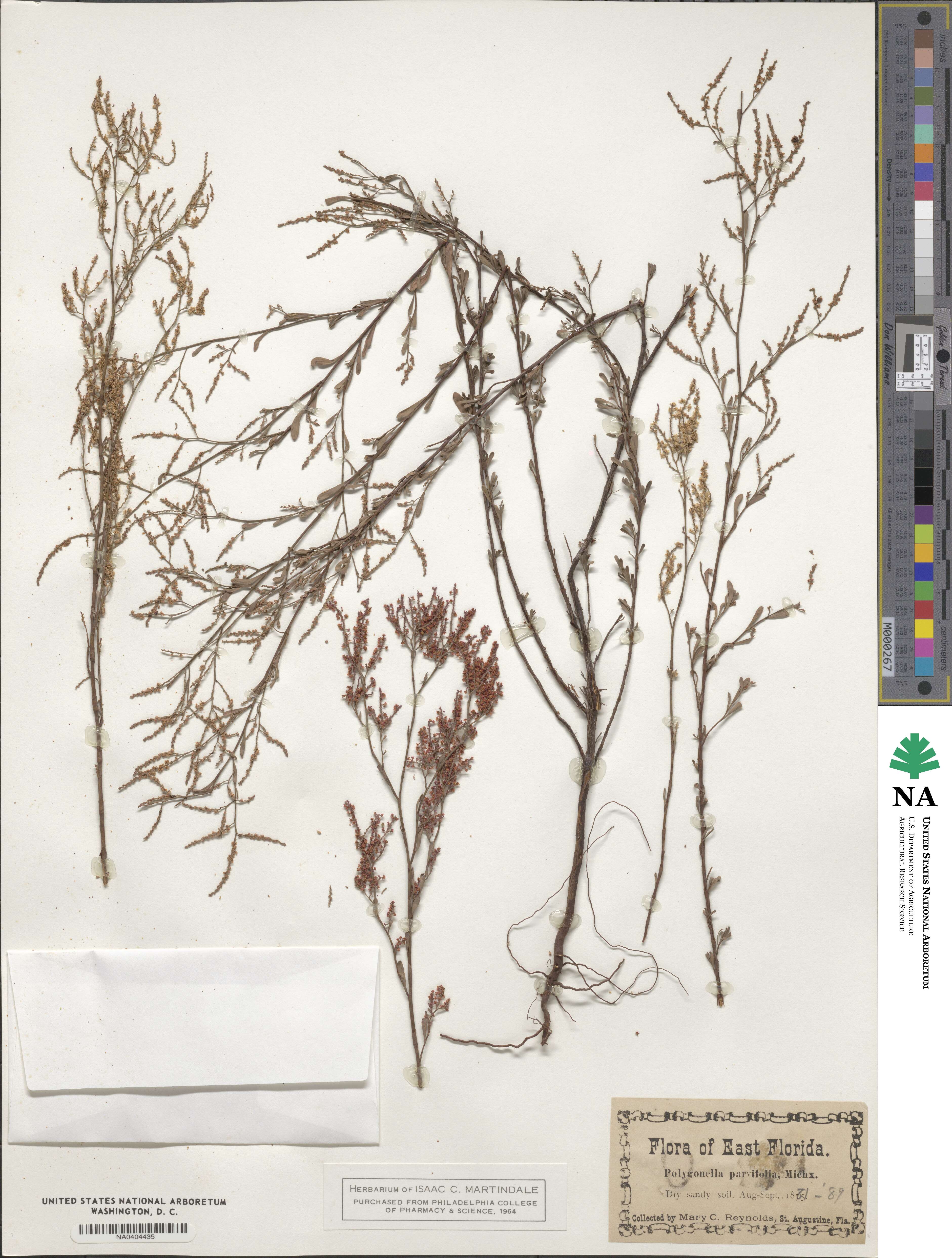 Polygonella polygama image