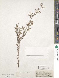 Polygonella polygama image