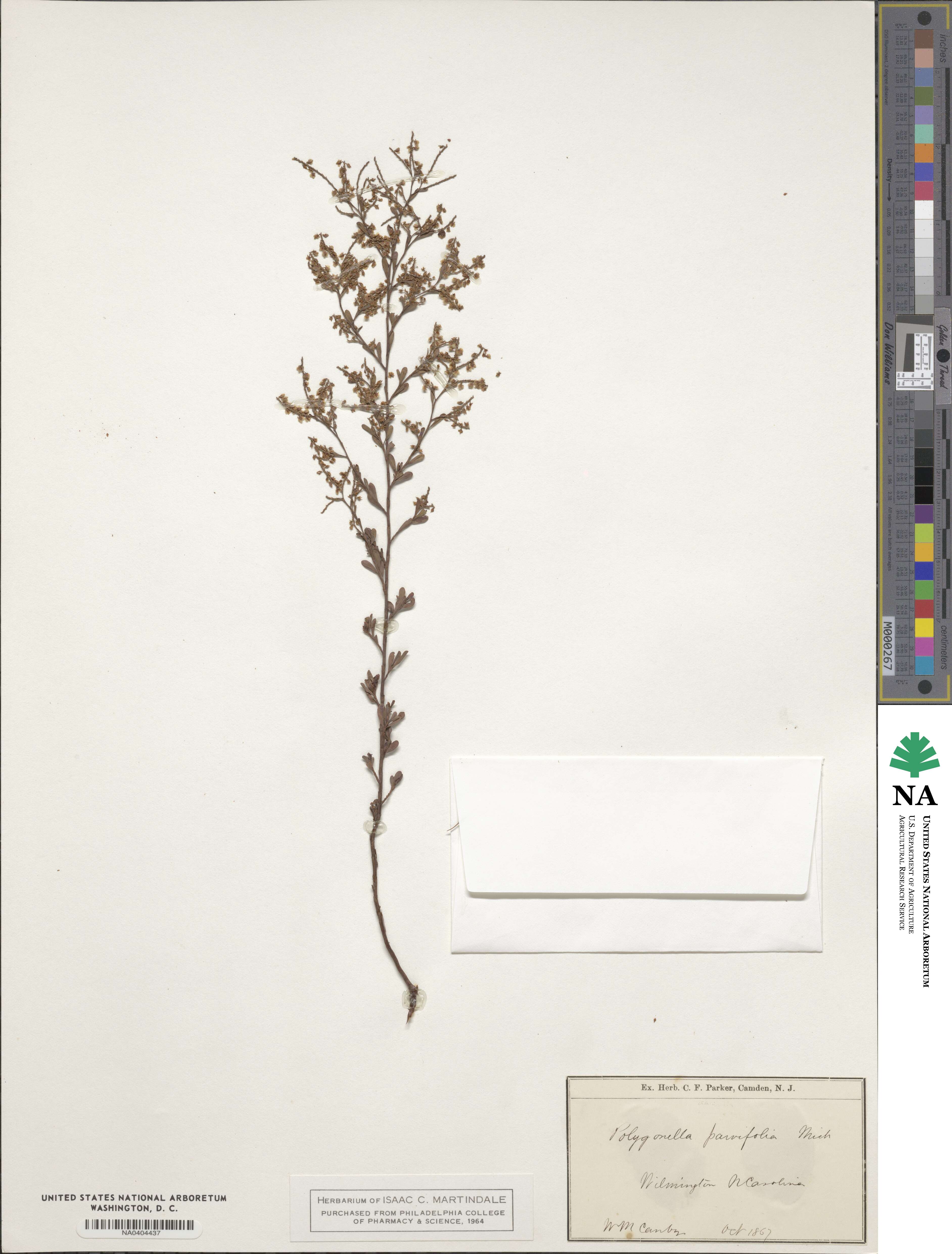 Polygonella polygama image