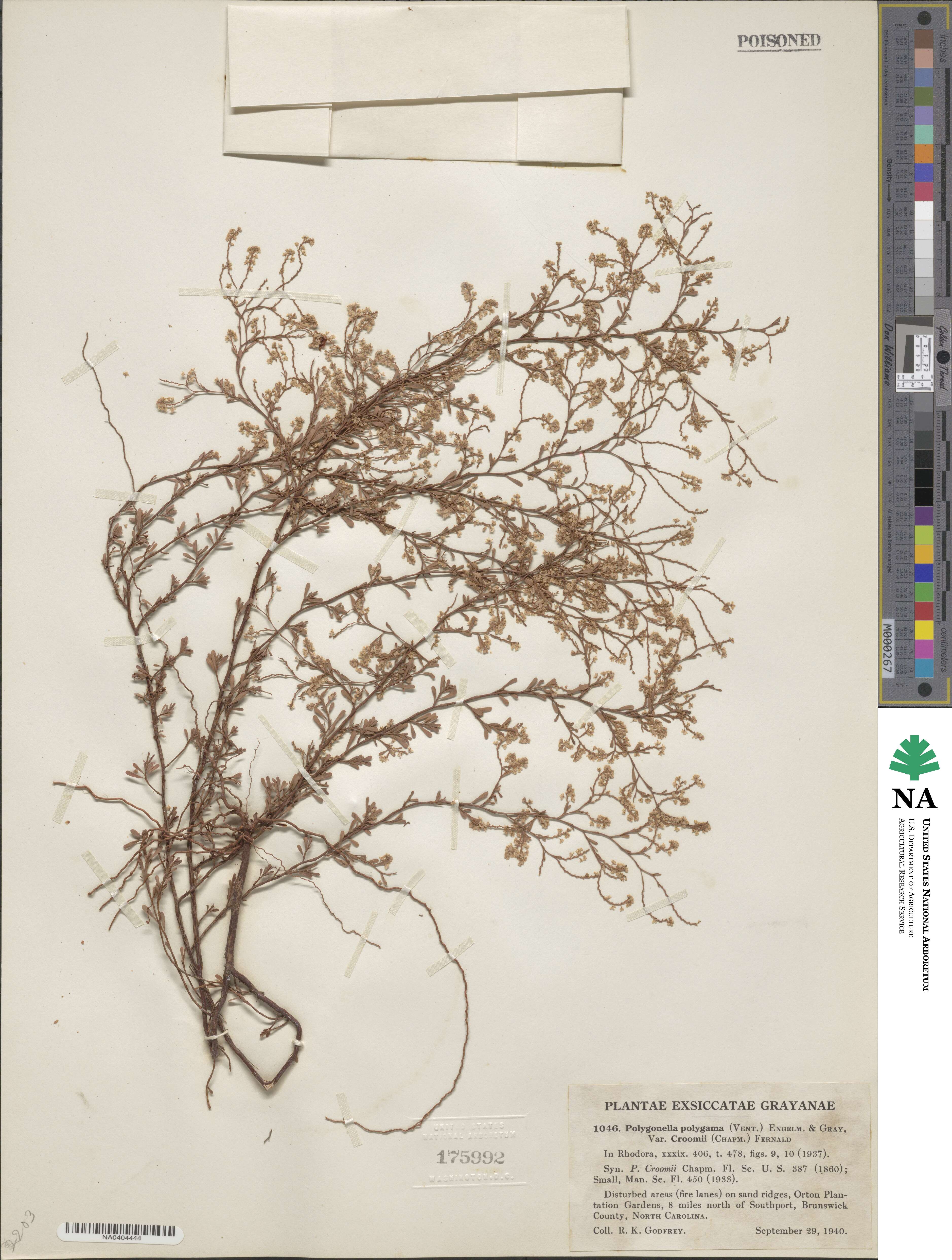 Polygonella polygama image